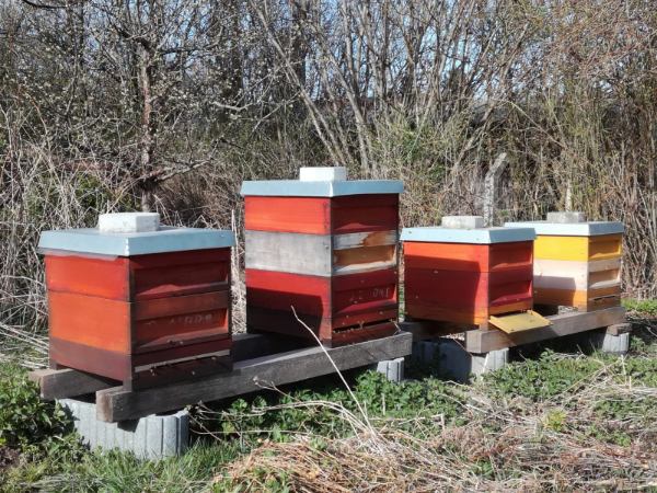 Bienenstand im eigenen Garten