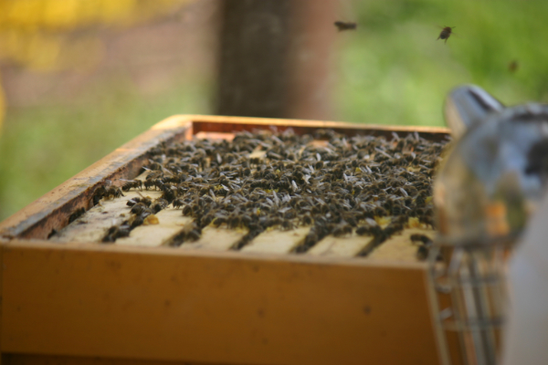offenes Bienenvolk mit Smoker